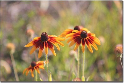 Trademark Global Patty Tuggle Black Eyed Susan Daisy Canvas Art, 16 x 24