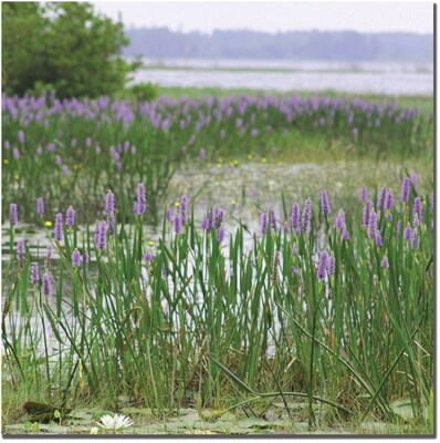 Trademark Global Patty Tuggle Floral Lake Canvas Art, 24 x 24