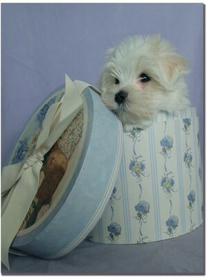 Trademark Global Patty Tuggle Maltese Puppy Present Canvas Art, 24 x 18