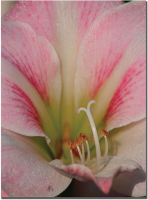 Trademark Global Patty Tuggle Pink Lily Canvas Art, 19 x 14
