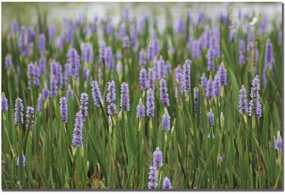 Trademark Global Patty Tuggle Purple Lake Flowers Canvas Art, 16 x 24
