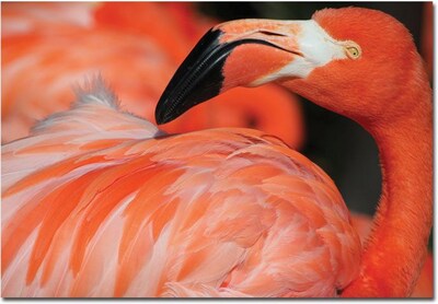 Trademark Global Patty Tuggle Pink Flamingo Canvas Art, 16 x 24