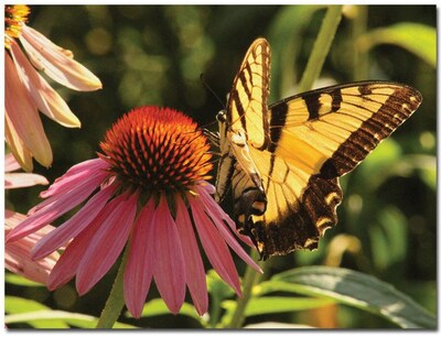 Trademark Global Patty Tuggle Butterfly I Canvas Art, 24 x 32