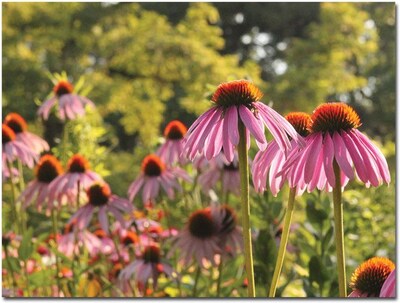 Trademark Global Patty Tuggle Daisy Canvas Art, 24 x 32