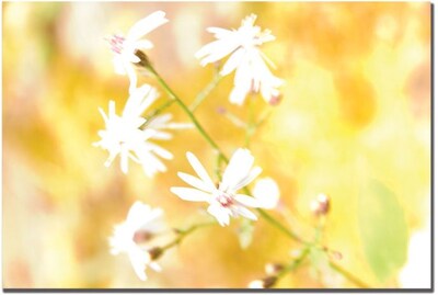 Trademark Global Tammy Davison Flowers Canvas Art, 16 x 24