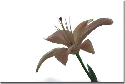 Trademark Global Tammy Davison Lily on White Canvas Art, 16 x 24