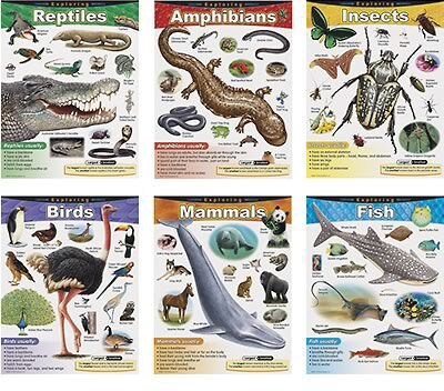 Trend® Exploring Series Learning Charts Combo Packs