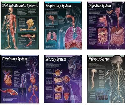 Creative Teaching Press® 6-Chart Pack