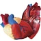 Learning Resources Cross Section Human Heart Model