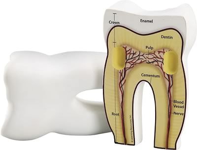 Learning Resources Cross Section Tooth Model