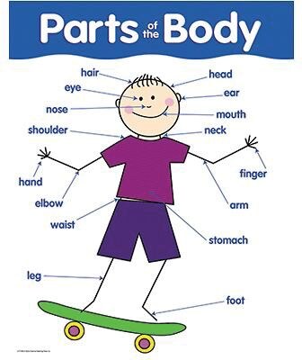 Parts Of The Body  Basic Skills Chart