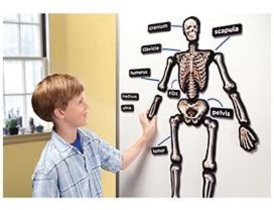 Whiteboard Magnet Set, 3-D Skeletal System