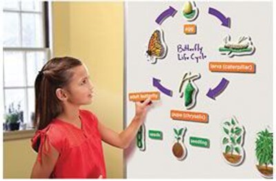 Whiteboard Magnet Set, 3-D Life Cycle