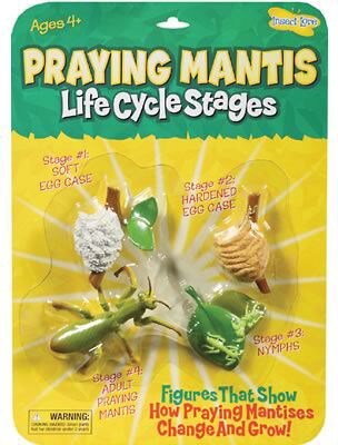 Insect Lore® Praying Mantis Life Cycle Stages Figures (ILP2510)