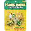 Insect Lore® Praying Mantis Life Cycle Stages Figures (ILP2510)