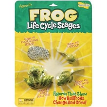 Frog Life Cycle Stages