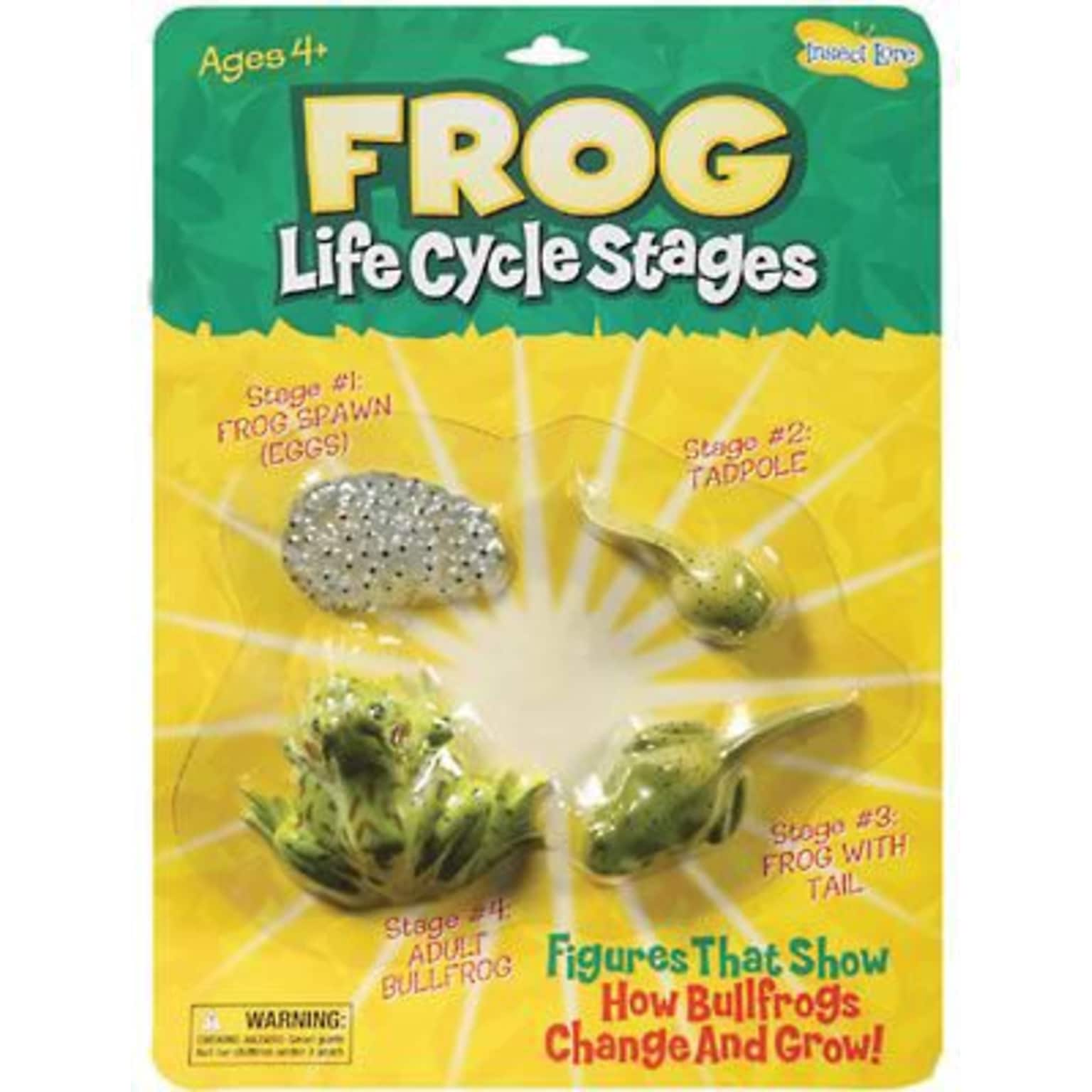 Frog Life Cycle Stages