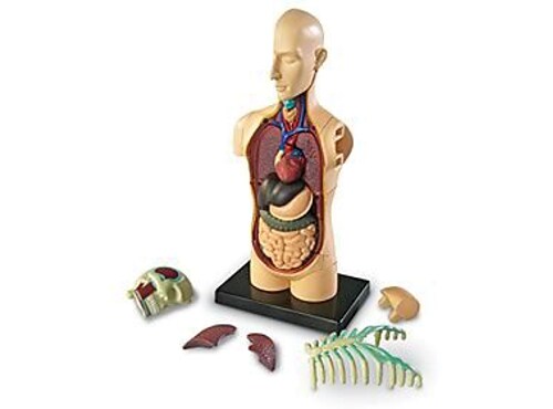 Anatomy