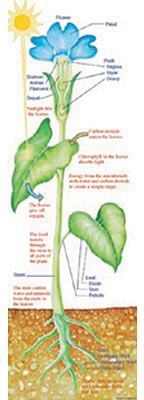 Plant Parts & Photosynthesis Colossal Concept Poster
