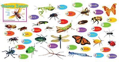 Discover Insects Mini Bulletin Board Set