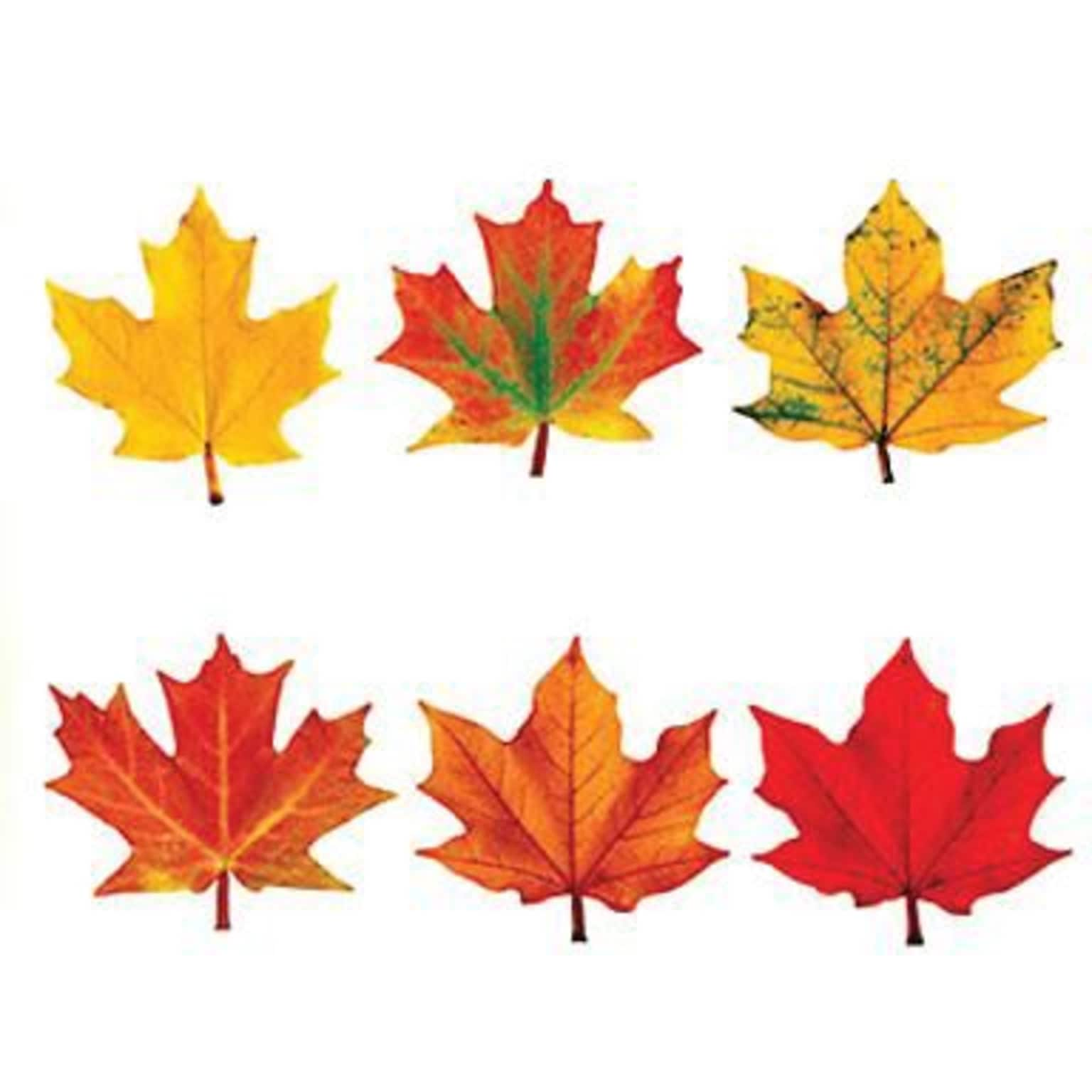 Trend Enterprises 5.5;6 Maple Leaves Classic Accents Variety Pack, 36 Pack (T-10958)