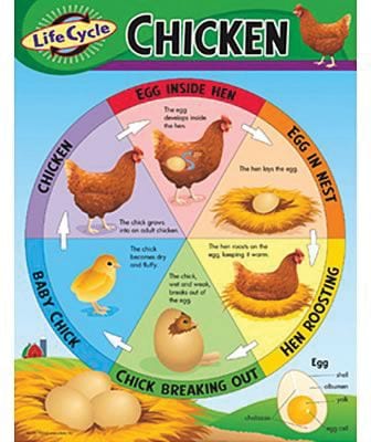 Life Cycle of a Chicken Learning Chart
