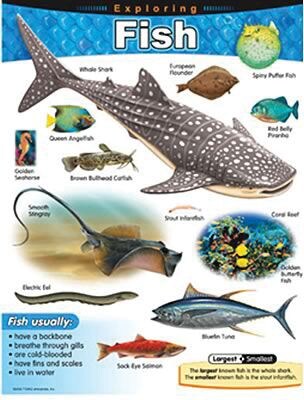 Exploring Fish Learning Chart