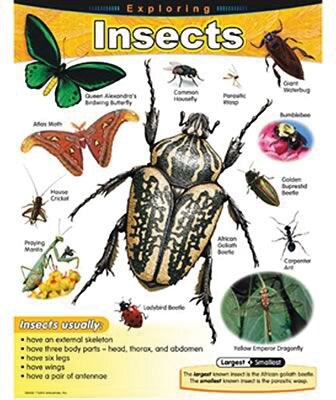 Exploring Insects Learning Chart