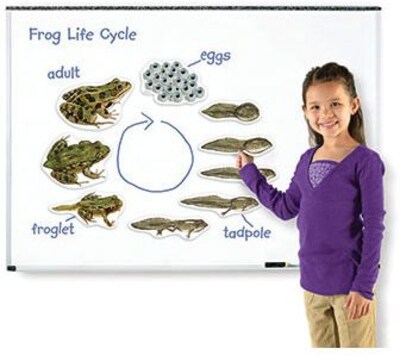 Giant Magnetic Frog Life Cycle