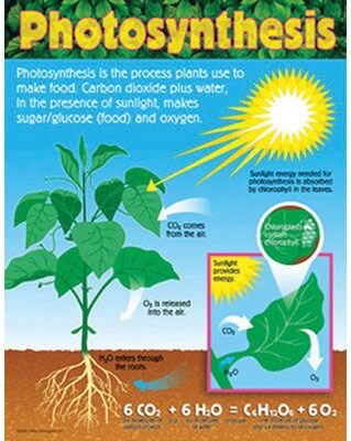 Trend® Learning Charts, Photosynthesis