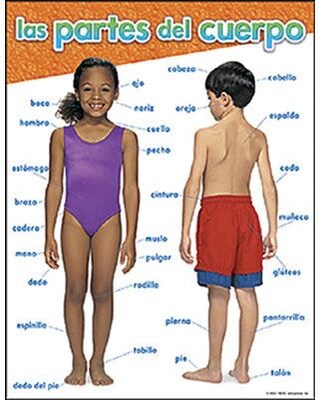 Trend® Learning Charts, las partes del cuerpo (Parts of the Body)