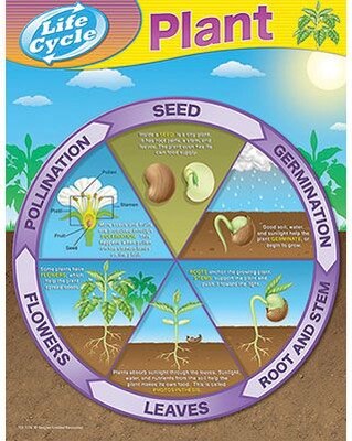 Teacher Created Resources Chart, Plant Life Cycles