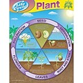 Teacher Created Resources Chart, Plant Life Cycles