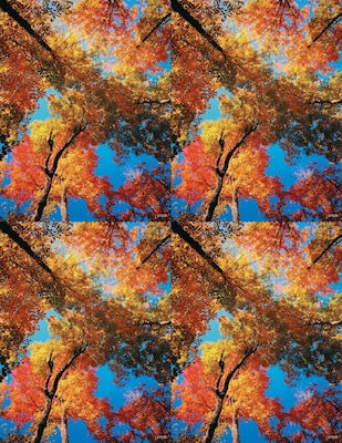 Scenic Postcards; for Laser Printer; Autumn Colors, 100/Pk