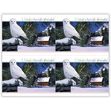 Generic Postcards; for Laser Printer; Owl in Tree, 100/Pk