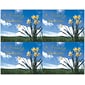 Generic Postcards; for Laser Printer; Flowers and Sky, 100/Pk