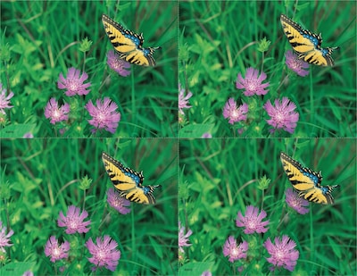 Scenic Postcards; for Laser Printer; Butterfly/Flower, 100/Pk