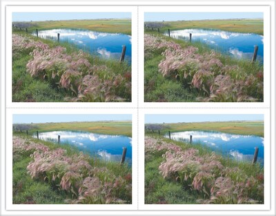 Generic Laser Postcards; Pasture/Pond, 100/Pk
