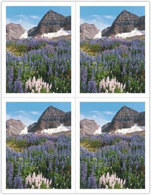 Generic Laser Postcards; Flowers in Meadow