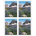 Generic Laser Postcards; Flowers in Meadow