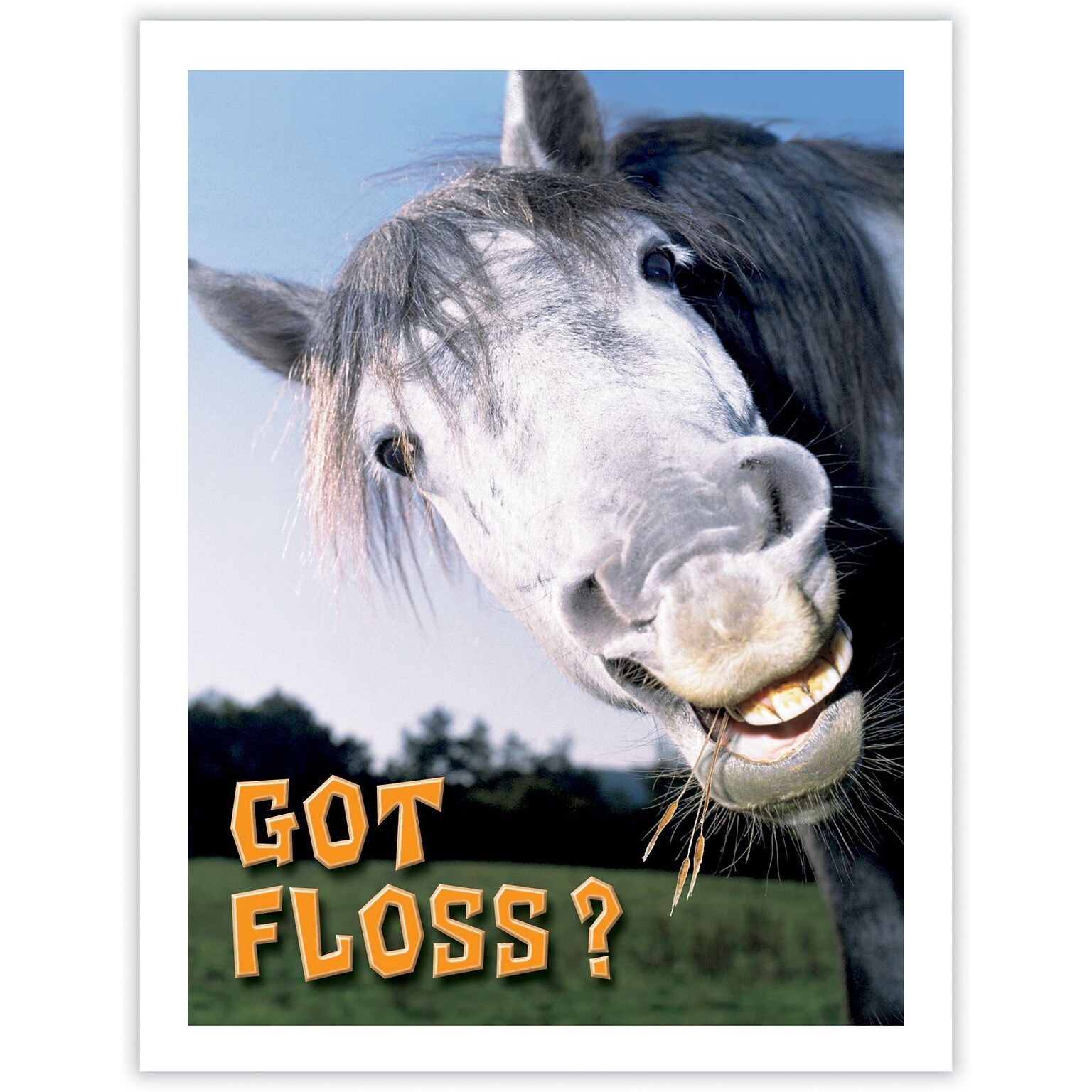 Humorous Postcards; for Laser Printer; Horse Got Floss?, 100/Pk