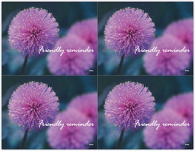 Generic Postcards; for Laser Printer; Thistle Flower, 100/Pk