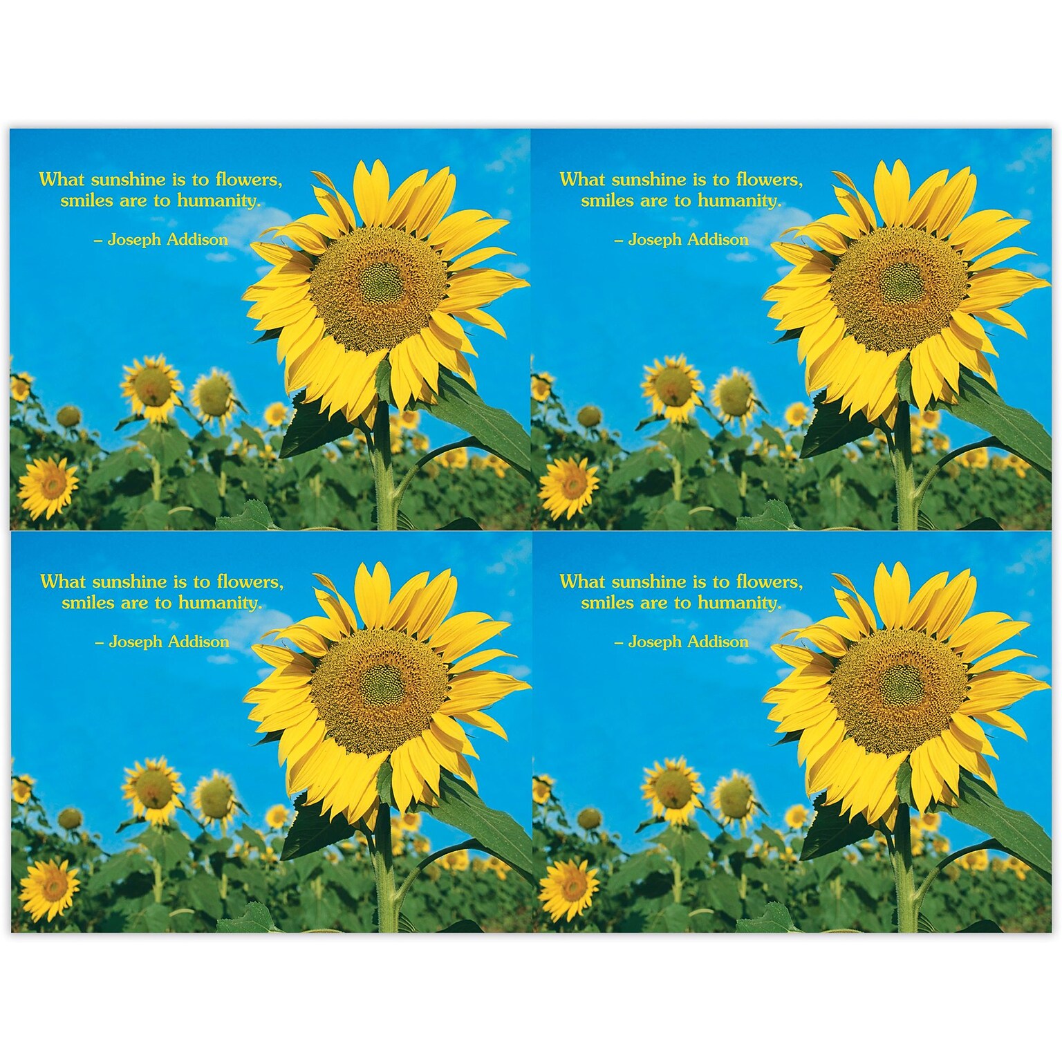Generic Postcards; for Laser Printer; Sunflower Field, 100/Pk
