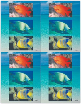 Scenic Laser Postcards, Tropical Fish, 100/Pk