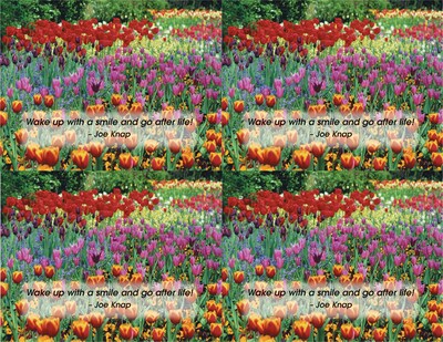Generic Postcards; for Laser Printer; Tulip Field, 100/Pk