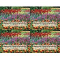 Generic Postcards; for Laser Printer; Tulip Field, 100/Pk