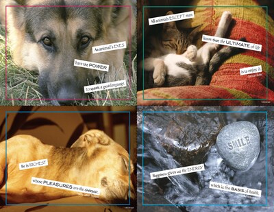 Veterinary Assorted Postcards; for Laser Printer; Way With Words, 100/Pk