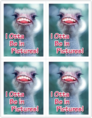 Humorous Postcards; for Laser Printer; Otta be in Pictures, 100/Pk