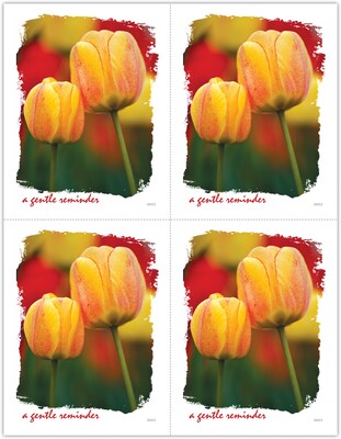 Generic Postcards; for Laser Printer; Tulips, 100/Pk