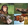 Medical Arts Press® Photo Image Assorted Postcards; for Laser Printer; Dental Back to School Animal